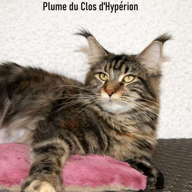 Chatterie du Clos d'Hypérion