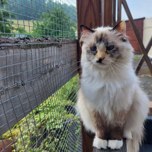 Chatterie des Douces Terres