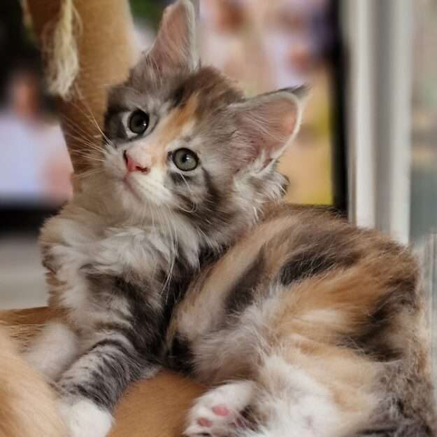 Chatterie des boules persanne