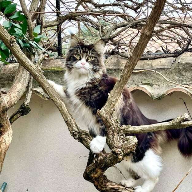 Chatterie du pré de la Font