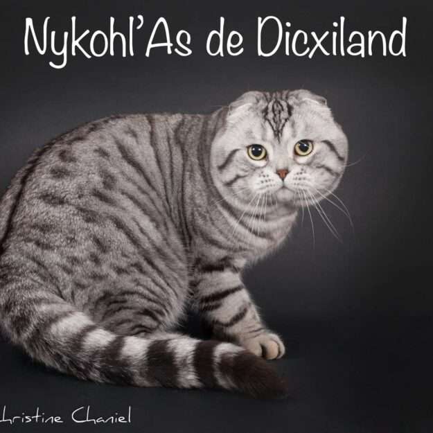 DICXILAND