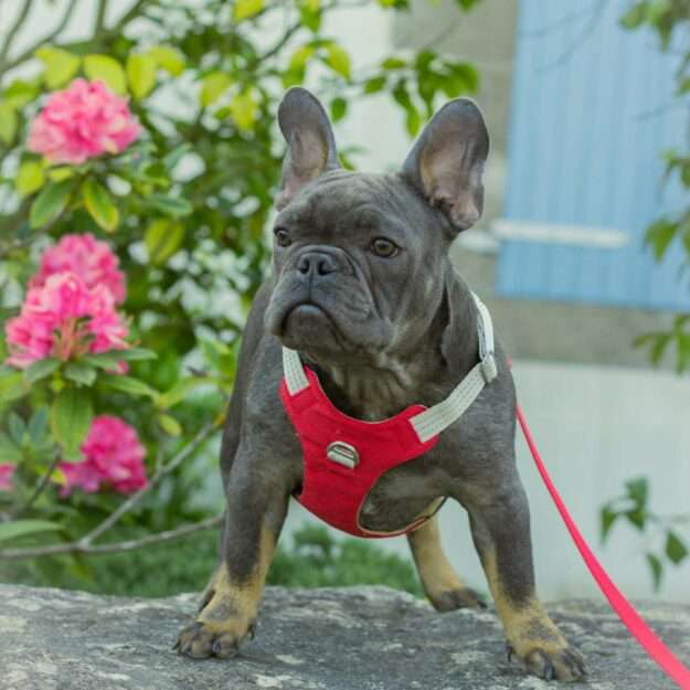 Élevage bouledogue français