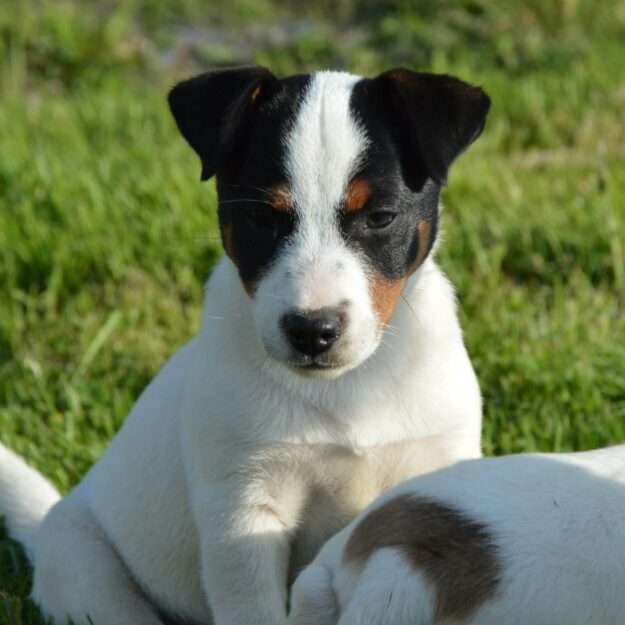 Les terriers du large