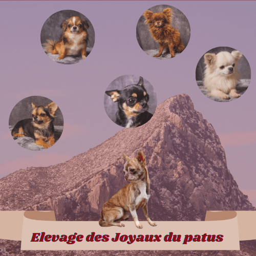 Les joyaux du patus