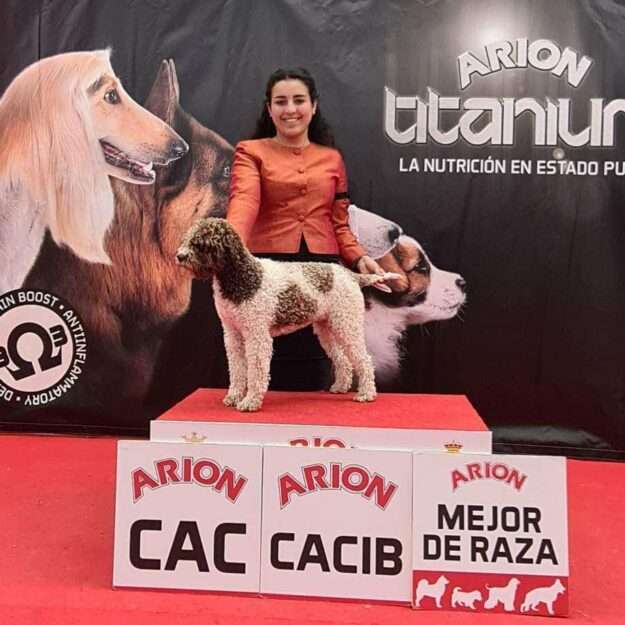 Lagotto Romagnolo Du Pech du Cayrol