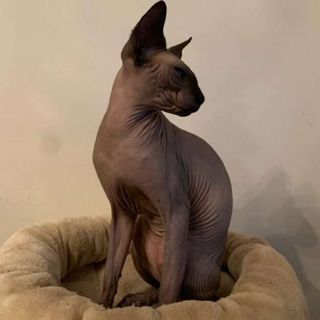 Les sphynx de Borde Blanco