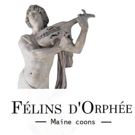 Des Félins d'Orphée