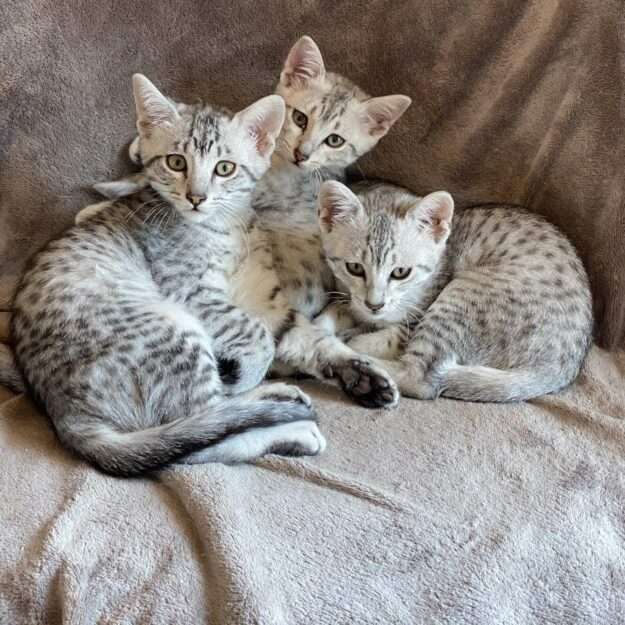 Chatterie des félins argentés