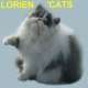 Lorien'Cats