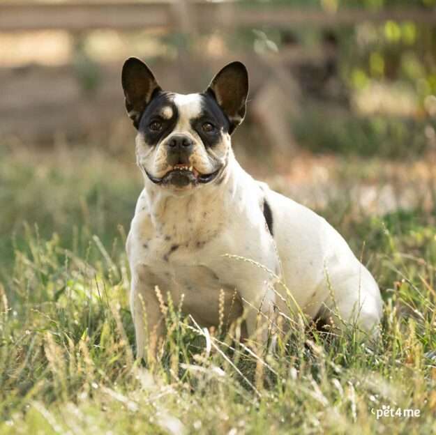 L Élevage les bouledogues d antan