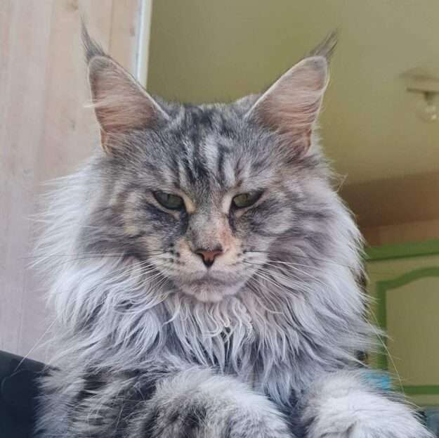 La chatterie du P'tit Donjon élevage familial de Maine Coon LOOF